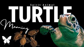 Turtle Spirit Animal | Turtle Spirit Guide | Turtle Symbolism | Turtle Totem Details