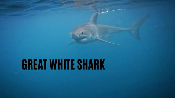 GREAT WHITE SHARK | Northland, New Zealand |