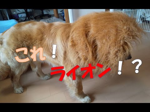 【Amazon】【アマゾン】我が家に子ライオンが来た😆⁈ チョイスの日常 ＃ 107
