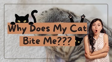 Why did my cat bite me?/Animal Behavior Problem