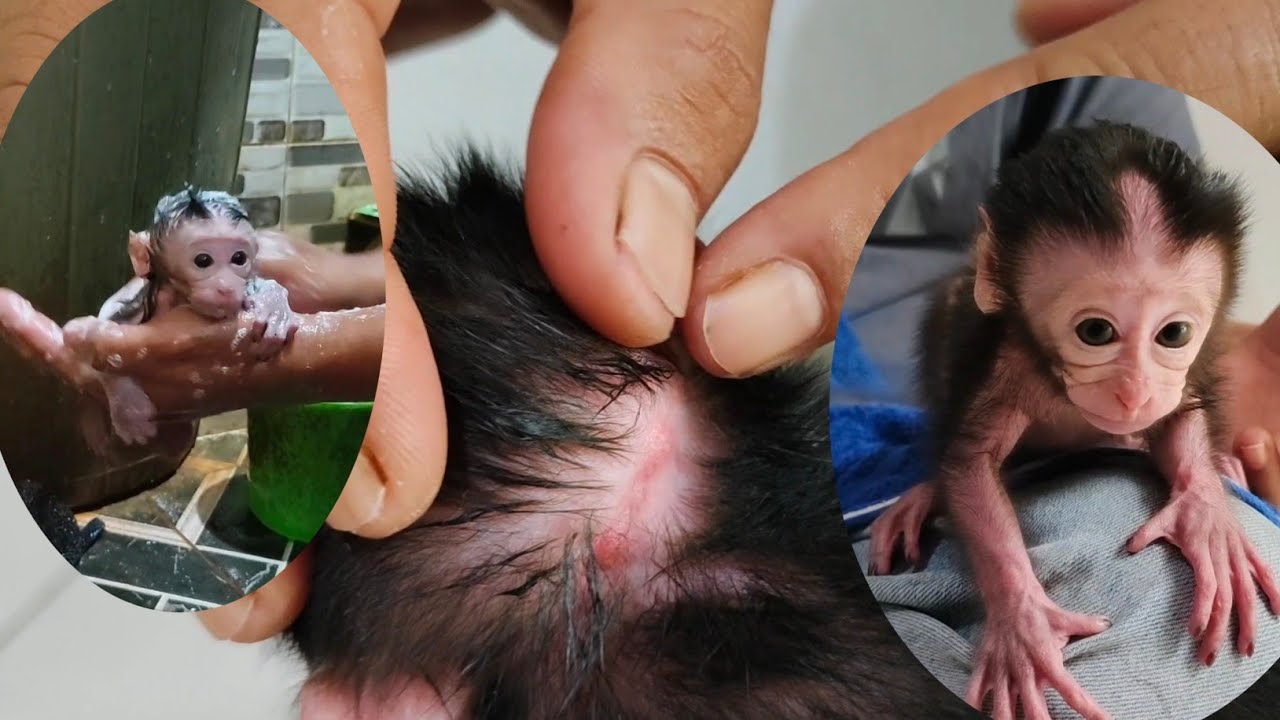 Bathing a poor monkey baby from a farmer, it looks like there's a noose mark on its neck 🥺🥺