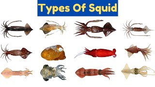 Squid Species Names With Pictures | Marine Animals For Kids #wateranimals #kidslearning