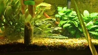 How to Properly Gravel Vacuum a Planted Tank