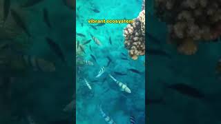 #microlearning #greatbarrierreef #shorts The Great Barrier Reef
