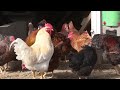 Salmonella outbreak linked to backyard poultry flocks