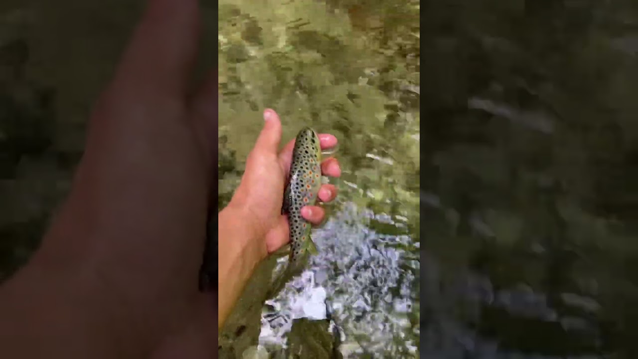 Trote fario a km 0 😍 