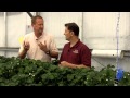 Video 8. Arizona Pollination of Strawberries in Greenhouses