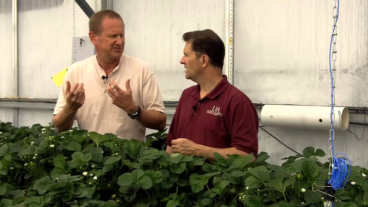 Video 8. Arizona Pollination of Strawberries in Greenhouses YouTube
