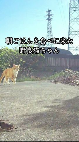 食事中に僕の氣配で慌てる野良猫ちゃん #野良猫 #ニャンと僕の物語