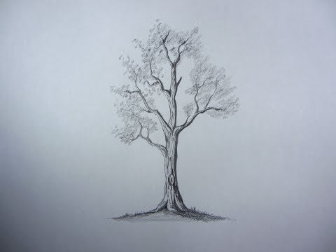 How To Draw Pencil Drawing Tree