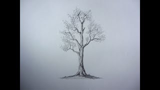 How To Draw Pencil Drawing Tree How To Draw Pencil Drawing Tree