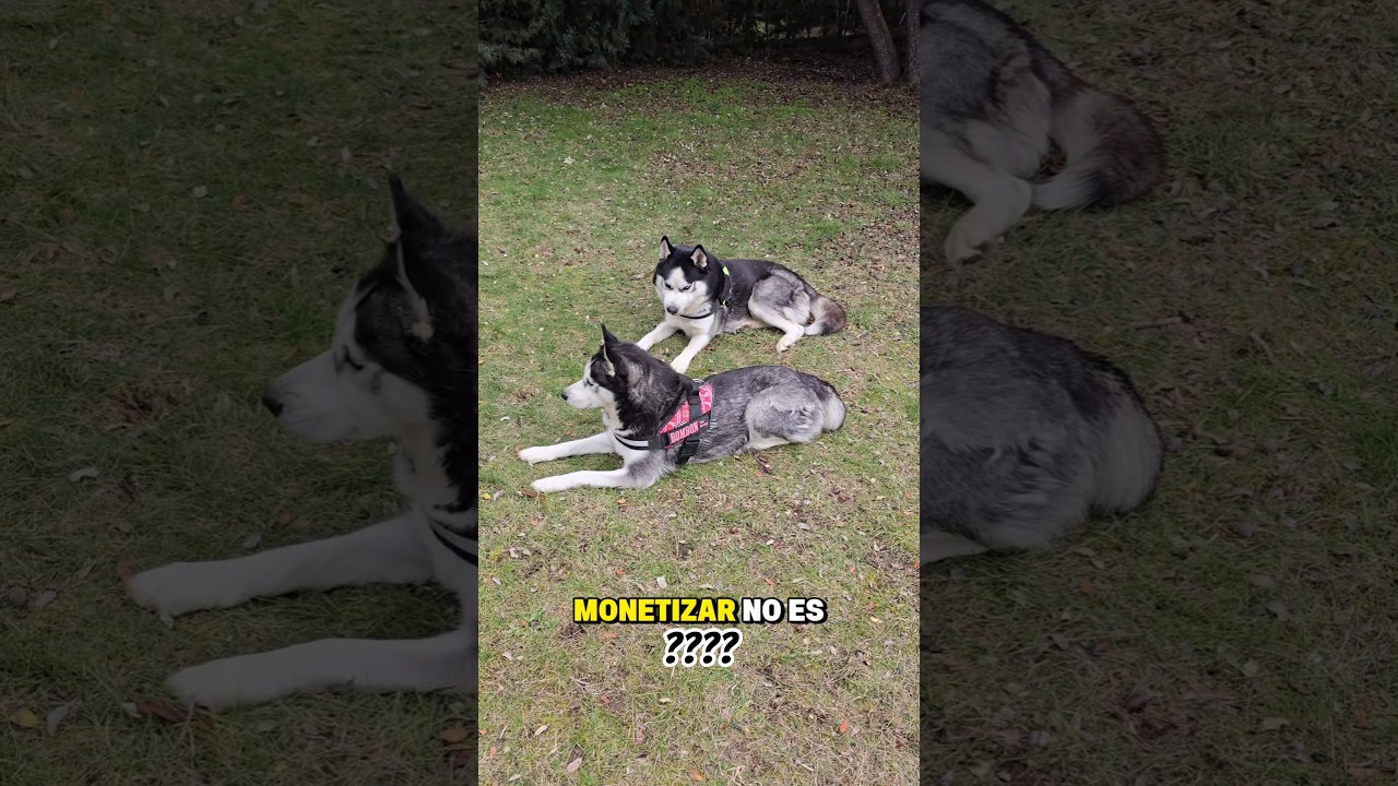 Monetizar ¡No es usar a tu mascota! #mascotasfamosas #marcapersonal