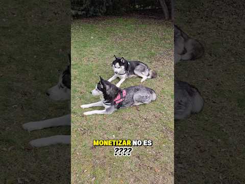 Monetizar ¡No es usar a tu mascota! #mascotasfamosas #marcapersonal