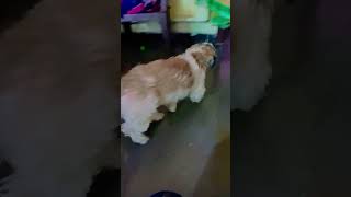 my ants pet called subu