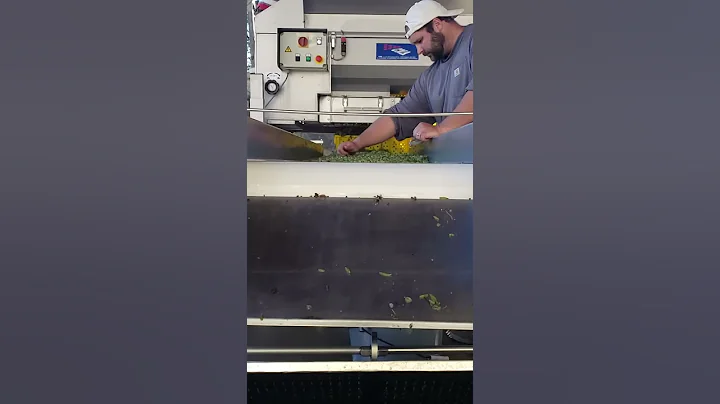 Sorting Vidal Blanc Grape