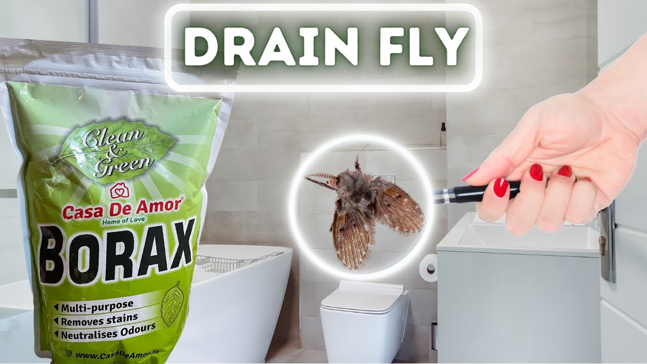 DRAIN FLIES | Answering most common questions regarding DRAIN FLY ...