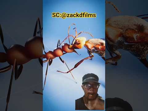 Ant Fights Explode And Releases Poisonous Fluid From Their Bodies Zackdfilms Animals