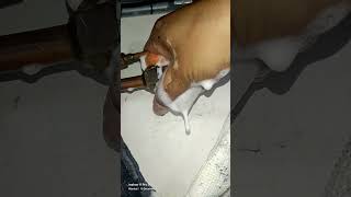 ac Gas leakage testing #shots #music #trending #viralvideo