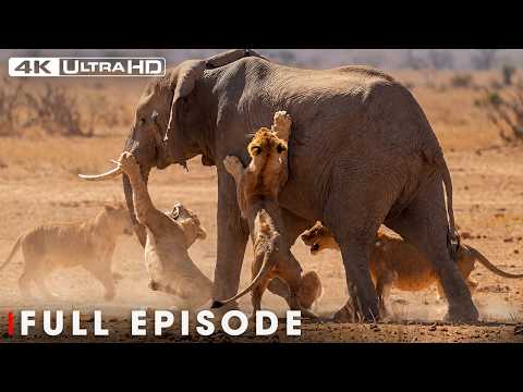 Run or Die (MEGA EPISODE) | Savage Kingdom | Nature Animal Documentary