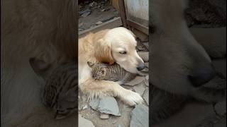 Hero Dog Saves Cat From Centipede