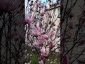 Our pink magnolia joshsarah shorts spring flowers backyard  halukaytv