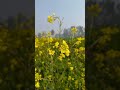 #viralvideo #viratkohli  #farming #song #music #jubinnautiyal #bollywood