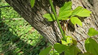 ID That Tree: Boxelder