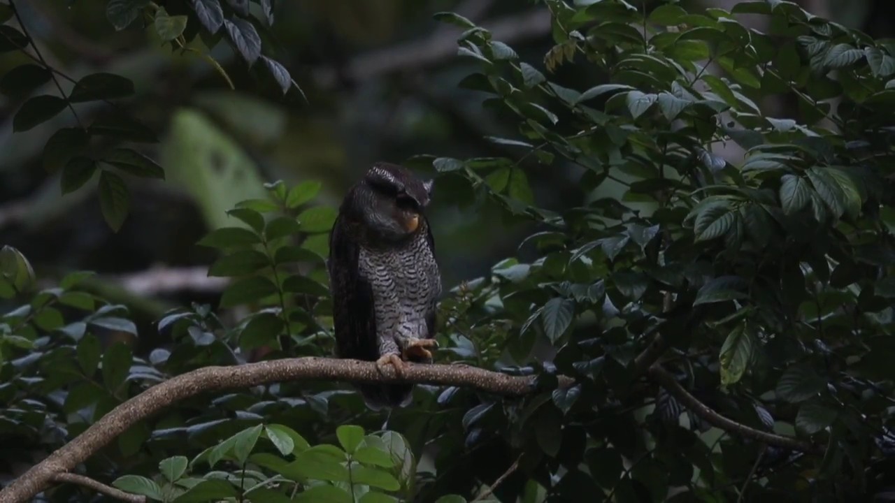 Barred Eagle Owl 