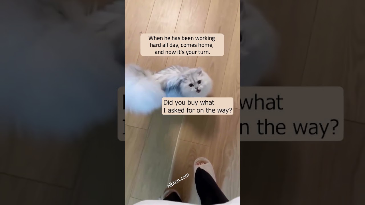 The Cat’s Daily Report After Work! 😼📢