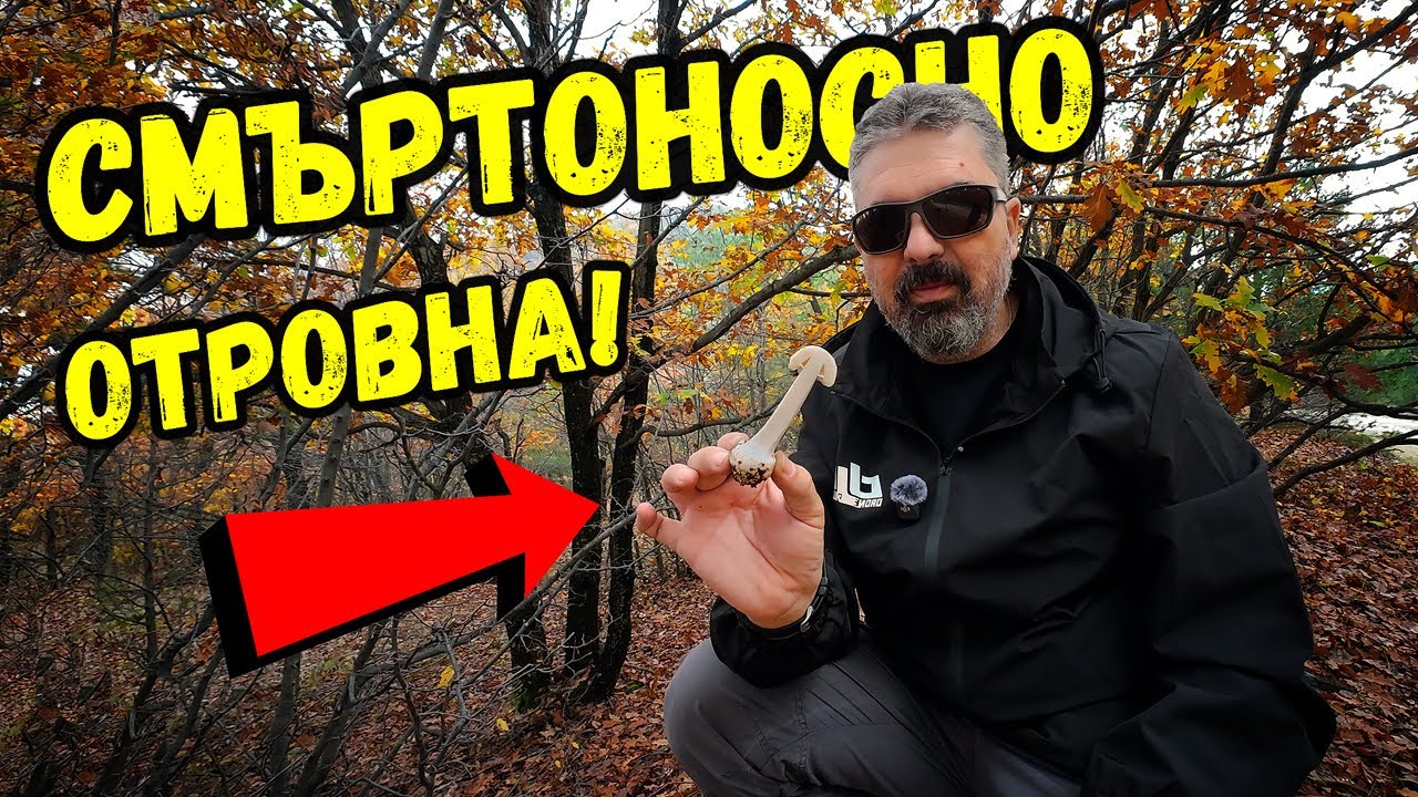 Мухоморките полудяха | Гъбено разнообразие в Родопите | Търсим и определяме гъби