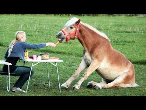 best-funny-horse-moments-compilation-2019||-funny-baby-and-pet