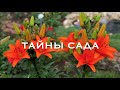 Лилии в нашем саду.Цветение лилий. Сорта лилий.Виды лилий.Часть 1