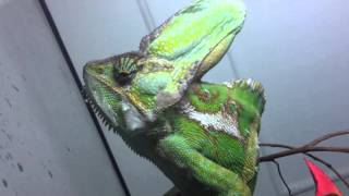 How to give water to your Chameleon by Thiago Oliveira 71,286 views 8 years ago 2 minutes, 57 seconds