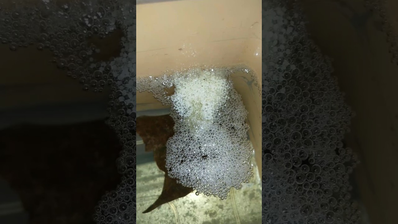 TELOR IKAN CUPANG BANYAK BENERRR 