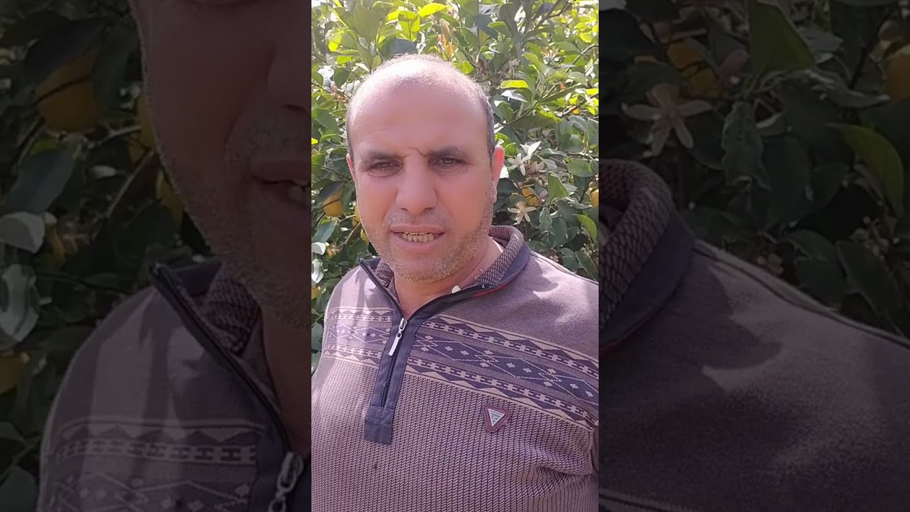 كيف تحصل على محصول عالى فى الليمون الايضاليا والشعيرى د انور درهاب