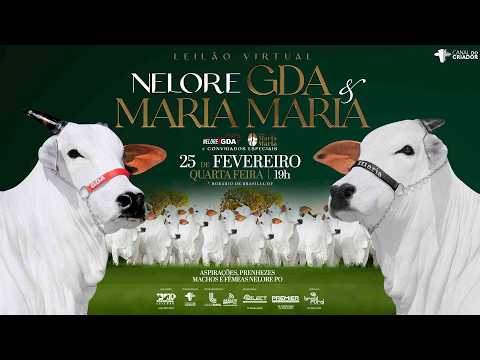 LOTE 01   CHARMOSA FIV GDA   NGDA 142