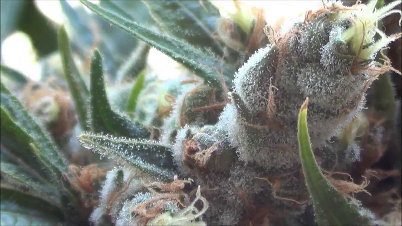 Light Shades of Purple ~ BIG FAT BUDS!!!