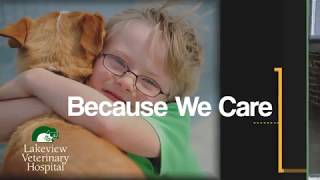Hurricane Preparedness for Your Pets, Lakeview Veterinary Hospital