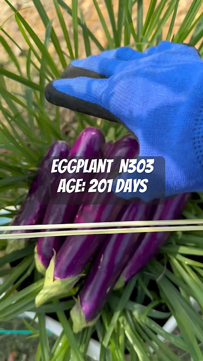 Pokok Terung Hst201 #eggplantfarm #fertigation #farmlife