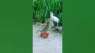 Monkey V S Cock Monkey Funny Video Short Shorts Viral 