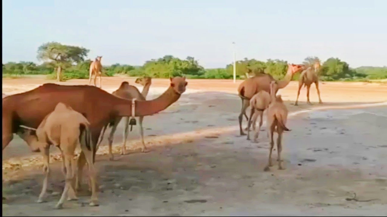 Camels of Thar desert. 🐫                     Natural water Pond