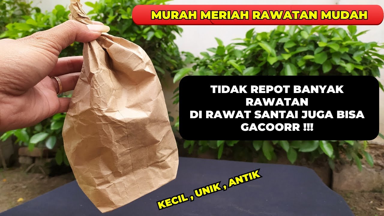 COCOK BUAT TEMAN NGOPI❗DI RAWAT SANTAI PUN BURUNG INI TETAP BISA GACOR❗