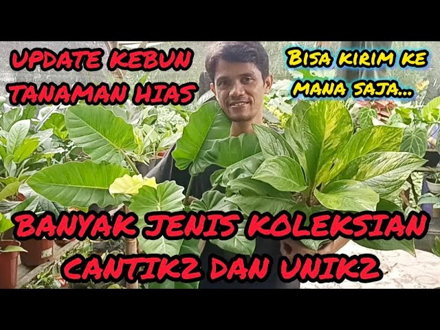 UPDATE KEBUN TANAMAN HIAS⁉️ BANYAK JENIS KOLEKSIAN CANTIK2 DAN UNIK2 class=