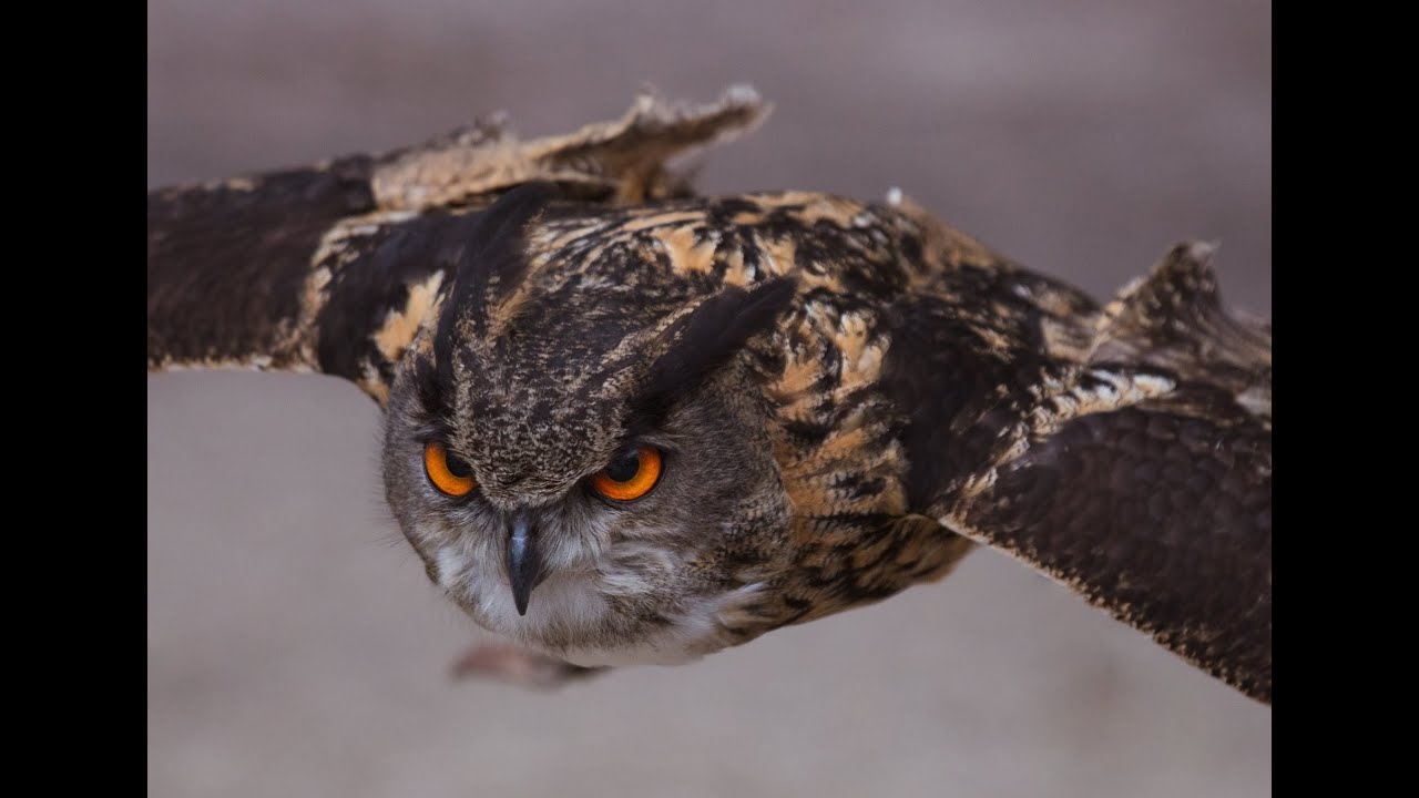 Shadowlands 9.1 Balance Druid DPS Guide - THE BOOMKILL