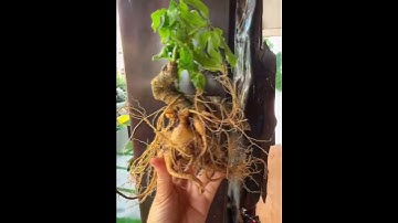 1 củ sâm rừng 2 lạng 3 víp bao kiểm định chuẩn sâm giá yêu thương mời các bác 0377965679 e Nguyệt