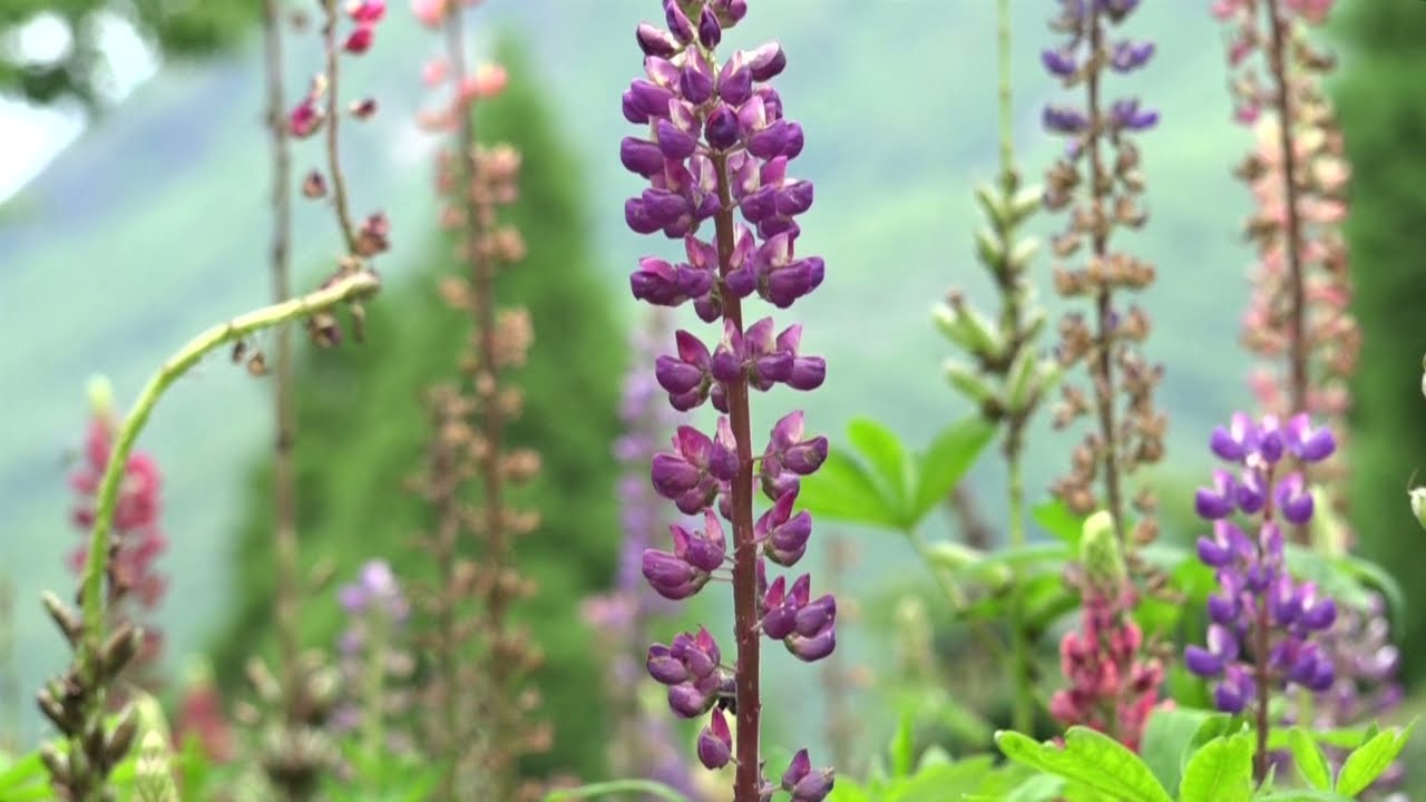 藤のようなお花 昇り藤 ルピナス くじゅう花公園 Youtube