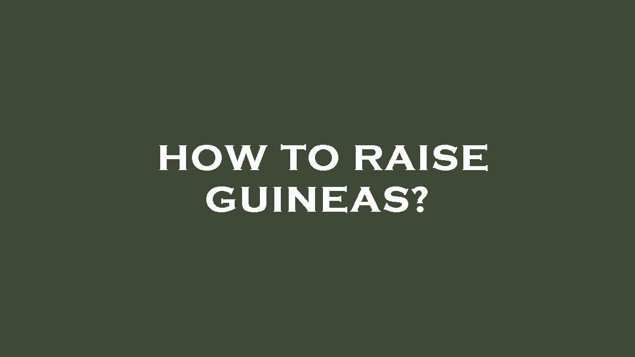 How to raise guineas?