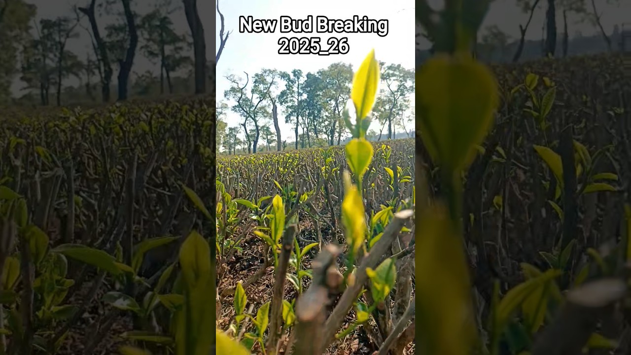 |Assam Tea Garden|Bud Breaking|🌱|