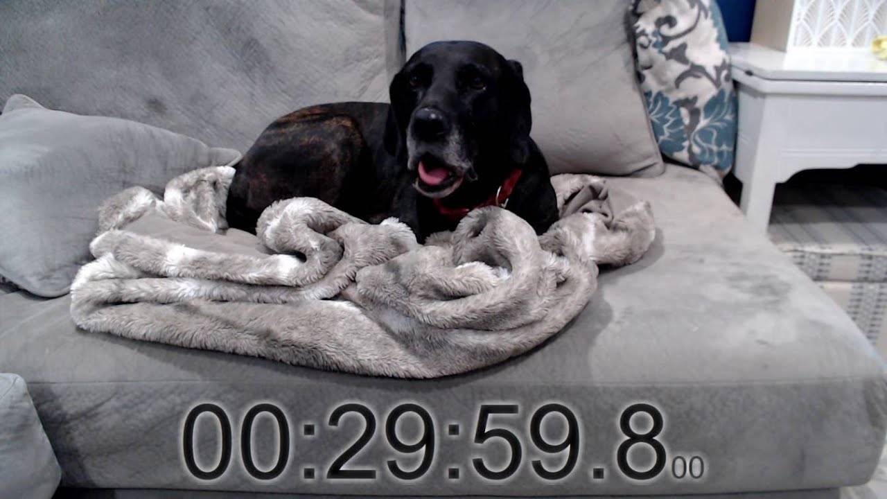 30 Minute Counting Up Sleeping Dog Timer - YouTube
