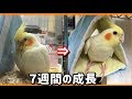 生後４カ月のオカメインコ７週間前と現在のおはようの違い【オカメインコ 成長記録】